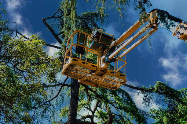 Best Tree Branch Trimming  in Mammoth Lakes, CA